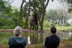 Two people with their backs facing the camera sitting down looking at an elephant.