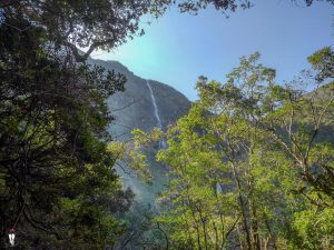 forest with high waterfall in the background