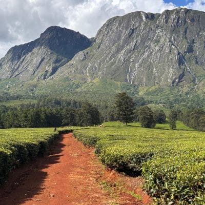 path between tea plants leading up to Mulanje mountain