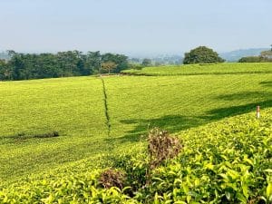 a green swathe of tea plants